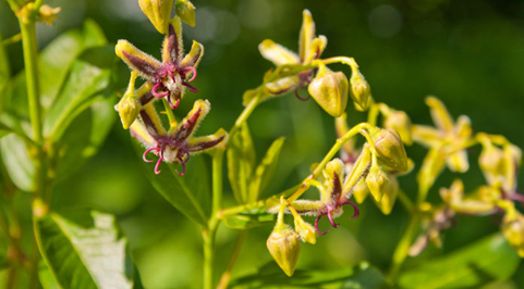 THE IMPORTANCE OF HORNY GOAT WEED IN FITNESS AND HEALTH
