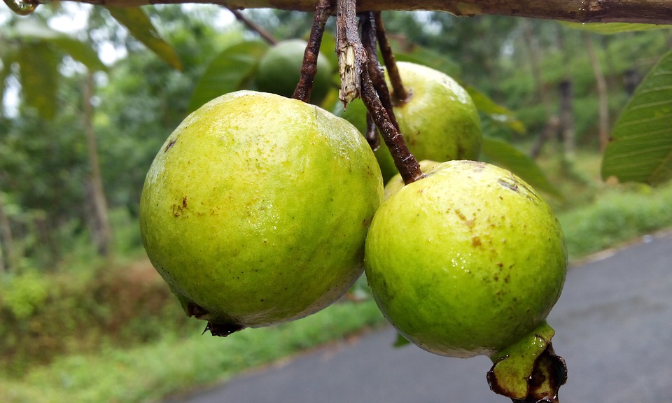 Top 8 Health Benefits Of Guava